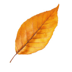 Fototapeta premium Autumn leaf, vibrant orange-yellow hue. Detailed veins visible