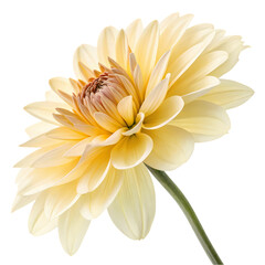 Pale Yellow Dahlia Flower Closeup Studio Shot on White Background isolated on transparent background