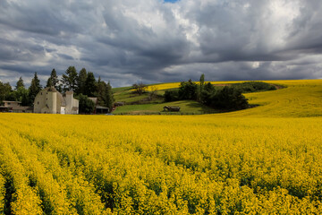 Dahmen Barn. is an old dairy farm with rapeseed fields in the Palouse
