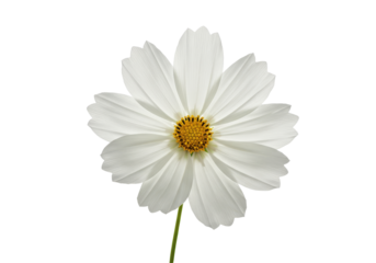 Elegant white flower blooms against a stark black backdrop