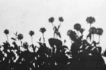 Zinnia Garden Shadow