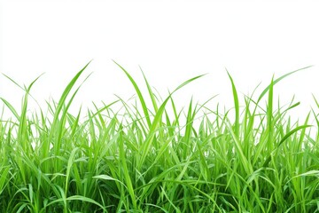 Fototapeta premium Fresh Green Grass Blades Against a Bright White Background in a Natural Outdoor Setting