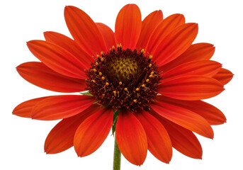 Fiery Red Sunflower Vibrant petals and dark center contrast on black