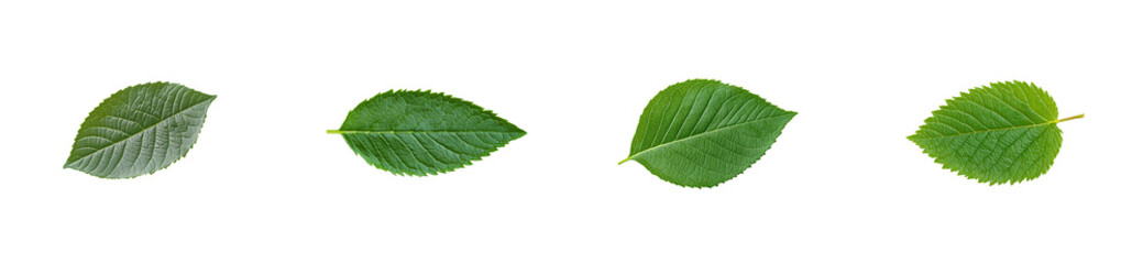 Obraz premium Four assorted green leaves, detailed texture, symmetrical shape, vibrant. cut out transparent