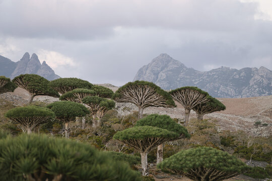 Enchanting Dragon Blood Tree Forest on Socotra Island
