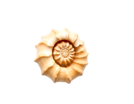 Close-up of a beautiful seashell with a spiral pattern
