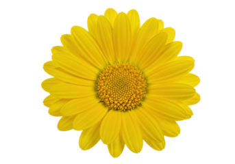 Golden bloom A vibrant yellow flower basks in the stark contrast of a black background