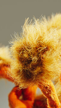 Organic plant featuring vibrant dry style hairs in abstract form