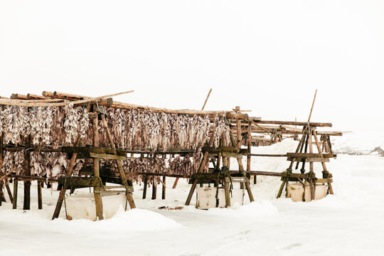 Racks on drying cod