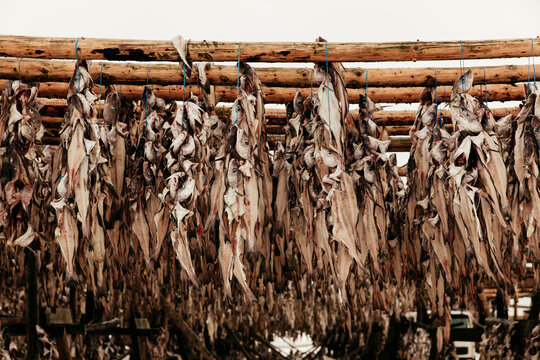 Racks on drying cod