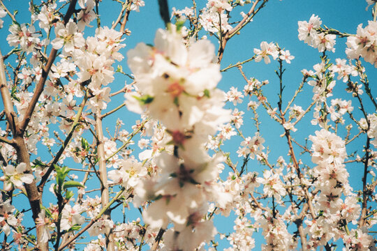  Spring Blossoms in film