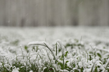 green grass covered with spring snow on a blurred background with a birch grove