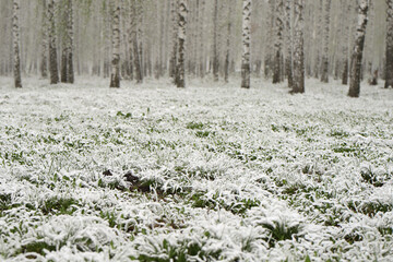 green grass covered with snow on the background of birch trees
