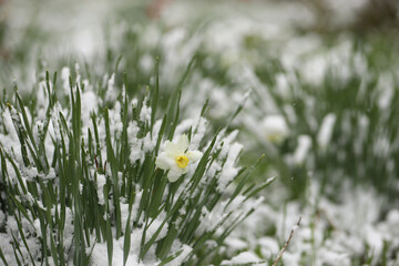 flowers under snow during frost