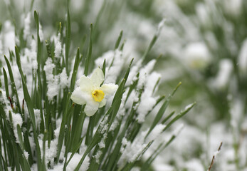 spring flowers under the snow