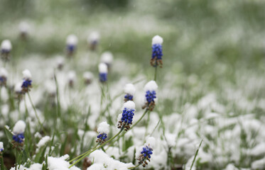 spring flowers under the snow