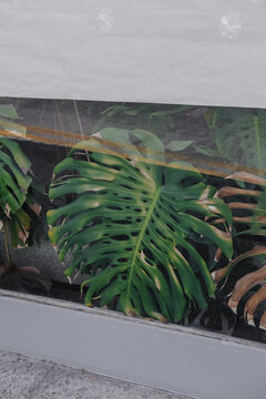Lush green monstera leaves thriving in an urban indoor garden