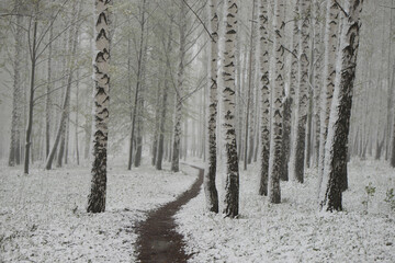 a path in a birch grove covered with snow	
