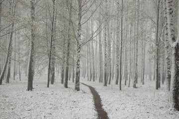 a path in a birch grove covered with snow