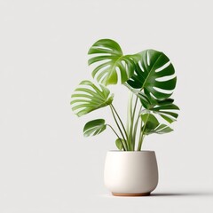 Monstera Plant Stock Image