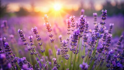 Fototapeta premium A field of purple lavender flowers swaying gently in the breeze, with a soft focus effect and warm sunlight filtering through the petals , natural beauty, summer landscape