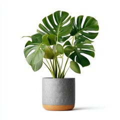 Monstera Plant