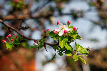 pink flowers of an apple tree blooming in spring