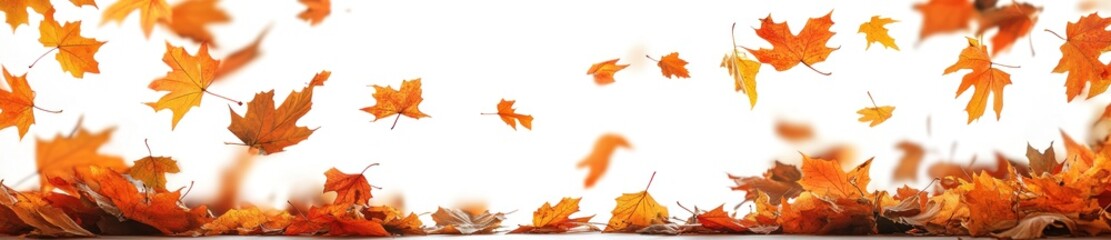 Autumn leaves falling, white background, seasonal design