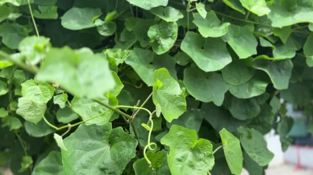 Fresh green Chinese okra leaves with detailed texture and vine tendrils in outdoor setting
