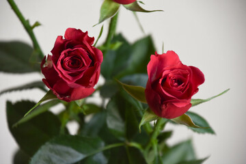 赤い薔薇