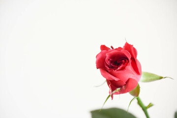 赤い薔薇