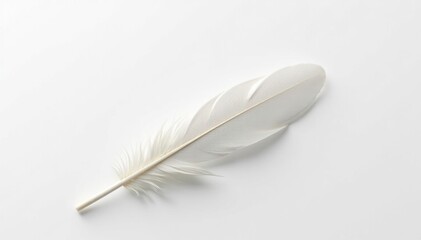 Crisp white feathers against a stark white backdrop, natural, macro, closeup