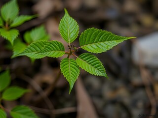 Fototapeta premium an image of a close up of a leaf on a plant, there is a small green leaf that is growing on the ground