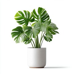 Monstera Plant Stock Image

