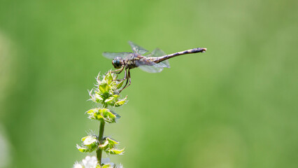 dragonfly on a green leaf