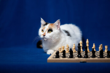 Calico cat curiously observing a chess game on a blue background during a quiet indoor afternoon