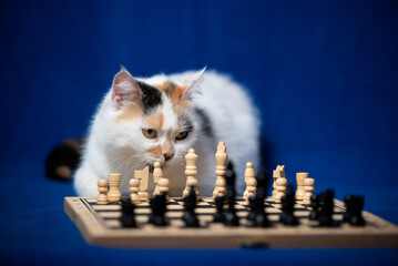 Calico cat curiously observing a chess game on a blue background during a quiet indoor afternoon