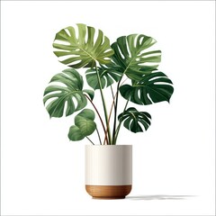 Monstera Plant Stock Image
