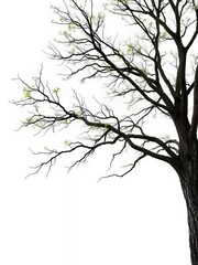 Obraz premium an image of a tree with no leaves on it and a bench in the foreground, there is a black and white photo of a tree with no leaves