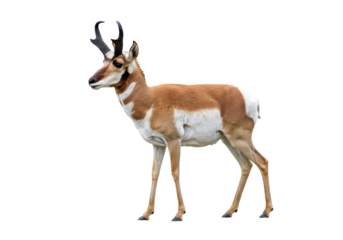 Pronghorn antelope in profile its coat a mix of brown  white against a black background