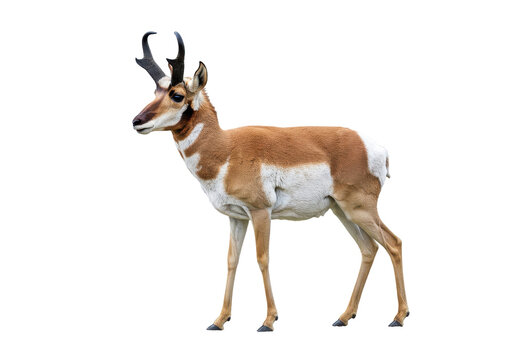 Pronghorn antelope in profile its coat a mix of brown  white against a black background