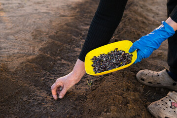 Sowing Seeds by Hand in the Garden at Sunset