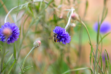 Bee perched on Batchelor's Button surrounded by flowers