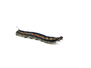 caterpillar or Impatiens hawk-moth (Theretra oldenlandiae) isolated on white background 