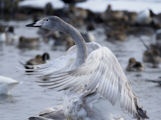 羽ばたきをする若いオオハクチョウ