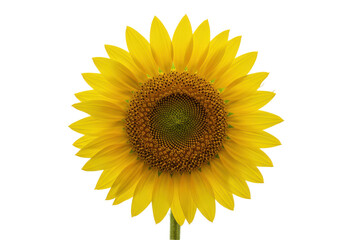 Obraz premium Radiant sunflower portrait against black center stage