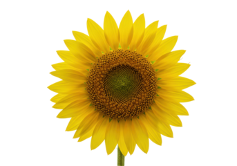 Radiant sunflower portrait against black center stage