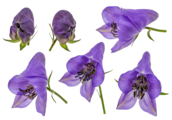 Six stages of monkshood purpleblue blossoms on a black backdrop