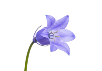 Solitary Bluebell A delicate lavender flower gracefully bends on a stark black canvas