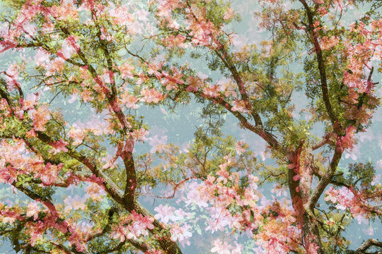 Spring Flowers Nature Abstract Double Exposure